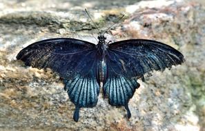 blue asian longtail butterfly in wildlife