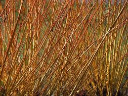 salix viminalis willow