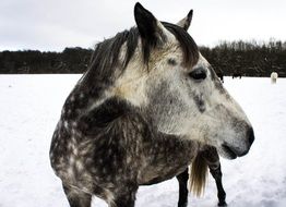 horse on the field in winter