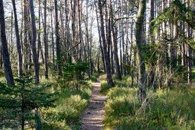 forest walks