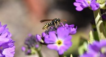 a wasp on a purple flower