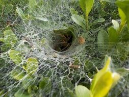 spider cobweb closeup