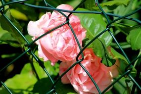 pink flowers behind a wire fence