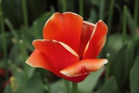 Beautiful blooming red tulip flower among the grass