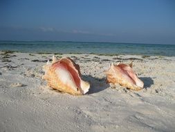 Snails on the beach