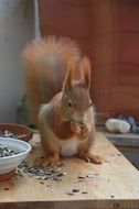 cute squirrel on table eating