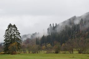 autumn foggy forest