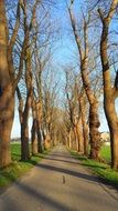 bare trees along an asphalt road