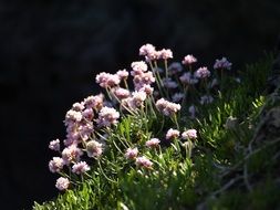 pink small flowers on a cliff in the sun