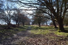 Forest in Cannock