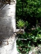 matchless forest