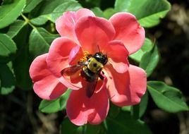 bumblebee on marvelous rose