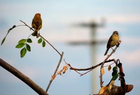 Bird on thin branches of a tree
