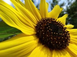 closeup of sun flower blossom on a field