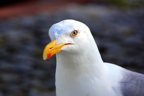 beautiful and delightful seagull bird