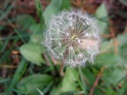 White dandelion with white seeds