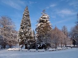 park winter snow landscape tree