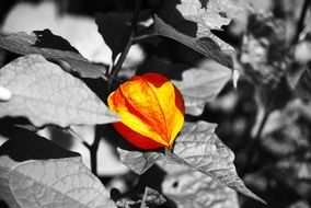 Ground cherry, physalis orange fruit at black and white background