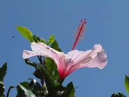 delicate hibiscus flower on a blue sky background