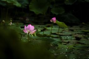 photo of a blooming lotus on the pond