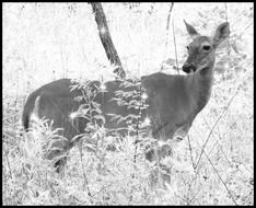 deer woods monochrome photo