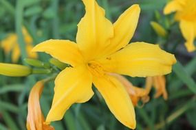 lily flower yellow