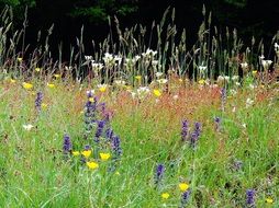 landscape of variety of wildflowers in the meadow