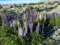 cute violet lupins in new zealand