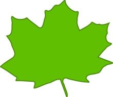 green maple leaf, illustration