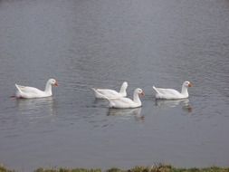 four white geese swim in the pond