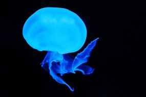 Blue jellyfish