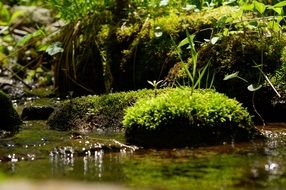 Moss in a water stream