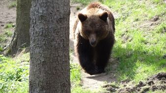 Big bear in a forest
