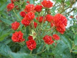 many red roses in garden