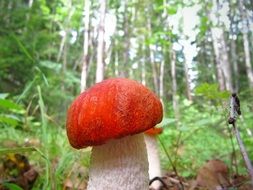 leccinum mushroom