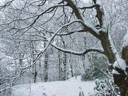 frosted forest at snowy winter