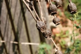 Dried poppy flowers