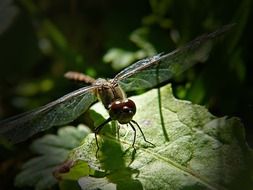 dragonfly insect close up