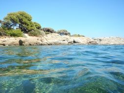 beach with trees near the sea