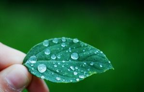 excellent leaf with drops