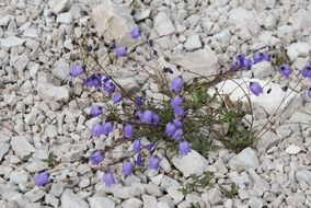 purple flower in white stones scene