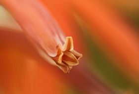 blossom flower detail macro