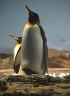 penguins in wildlife