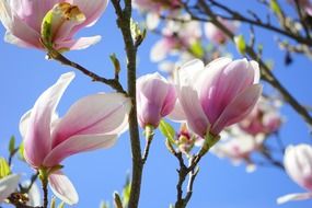 pink and white tender magnolia blossom
