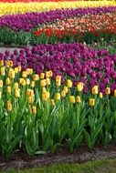 glades of different colorful tulips