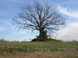 leafless tree in autumn