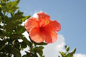Red hibiscus flower on a green bush against the sky