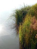 grass on Bank of the pond