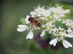 flying insect on white flower