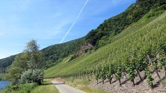 bike path along the vineyard